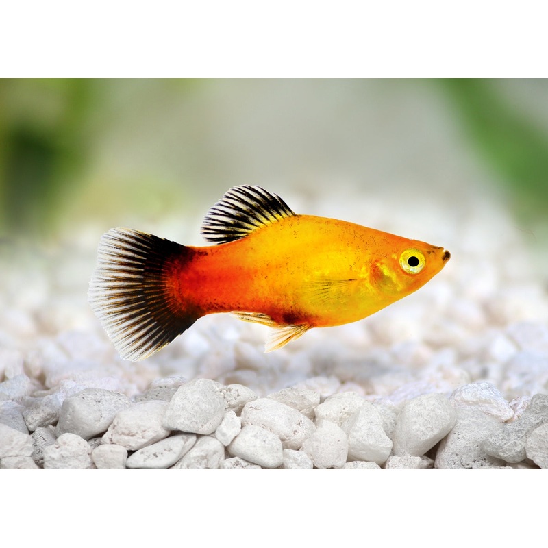 Platy Sunset