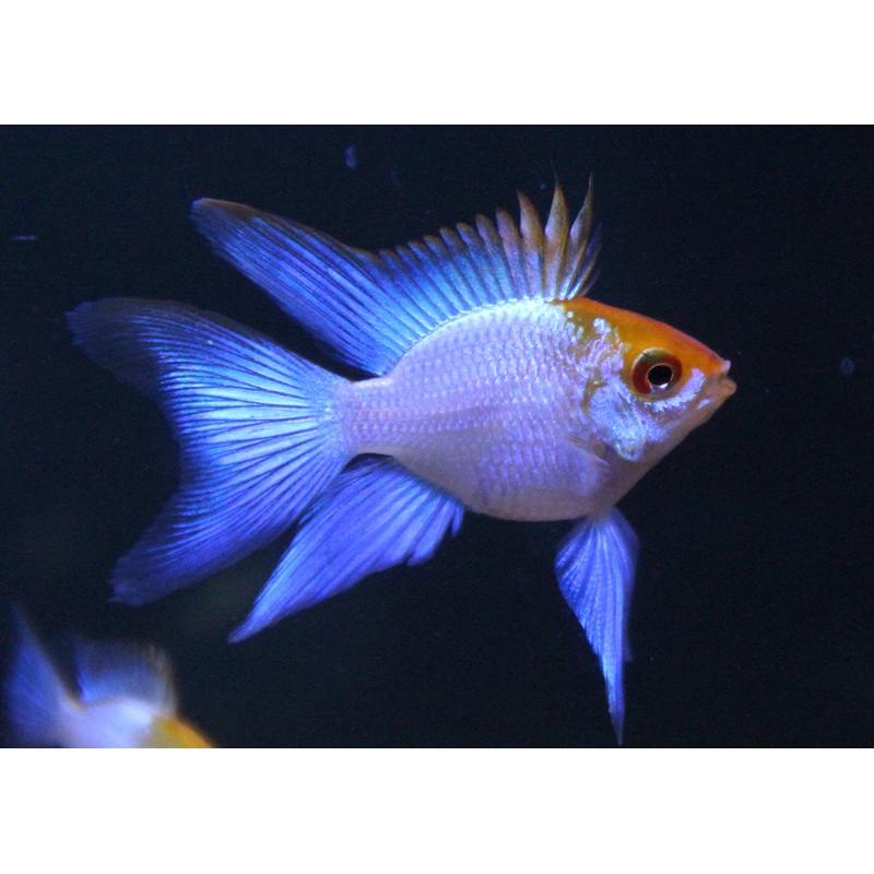 Ramirezi - Electric Blue Ram Balloon