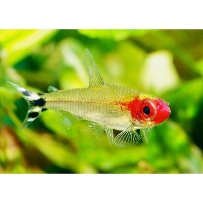 Rummynose Tetra - Albino