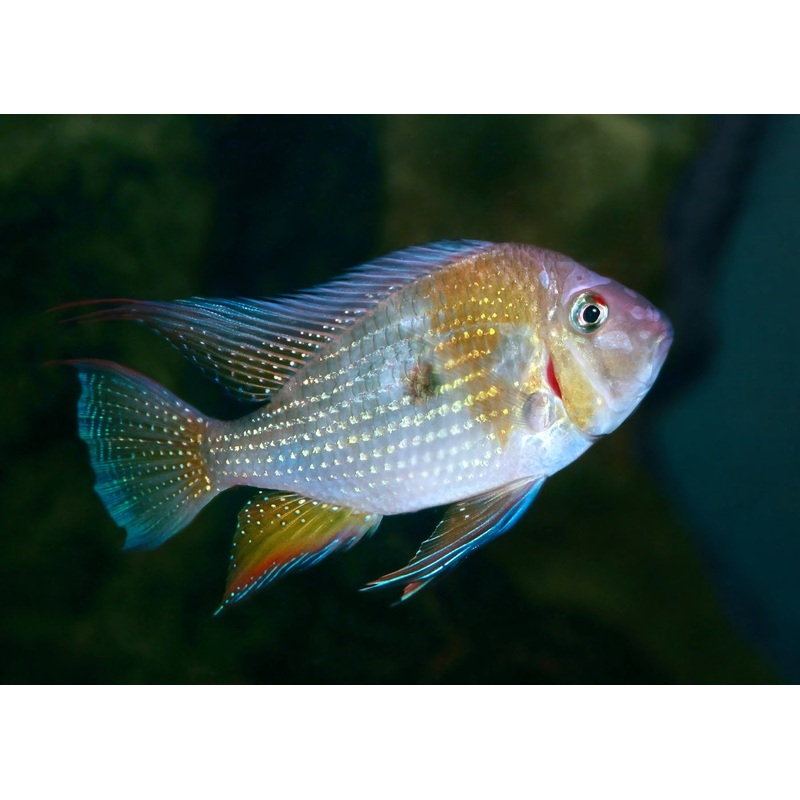 Thread Finned Acara