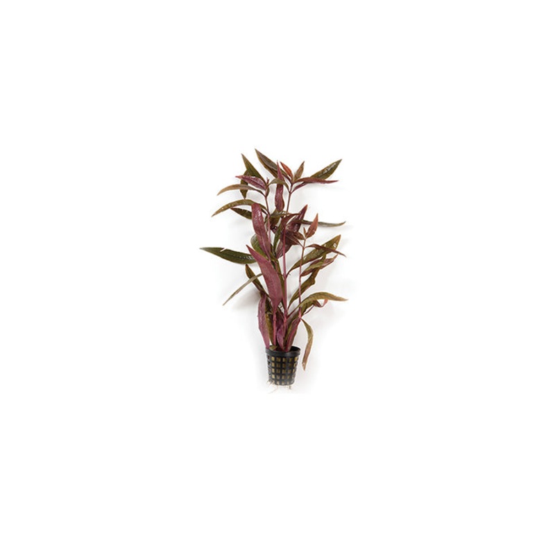 Violet in Mesh Pot