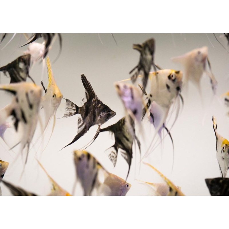 Angelfish - Assorted