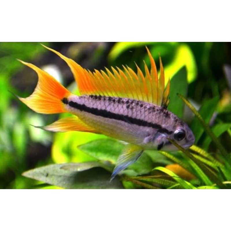 Apistogramma Cacatuoides Orange