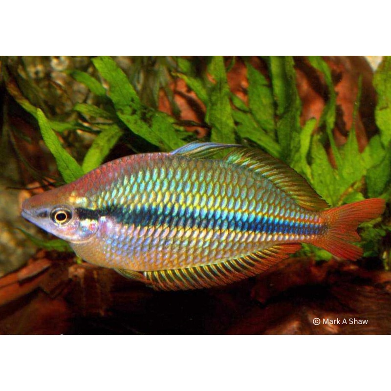Banded Rainbowfish - Coen River