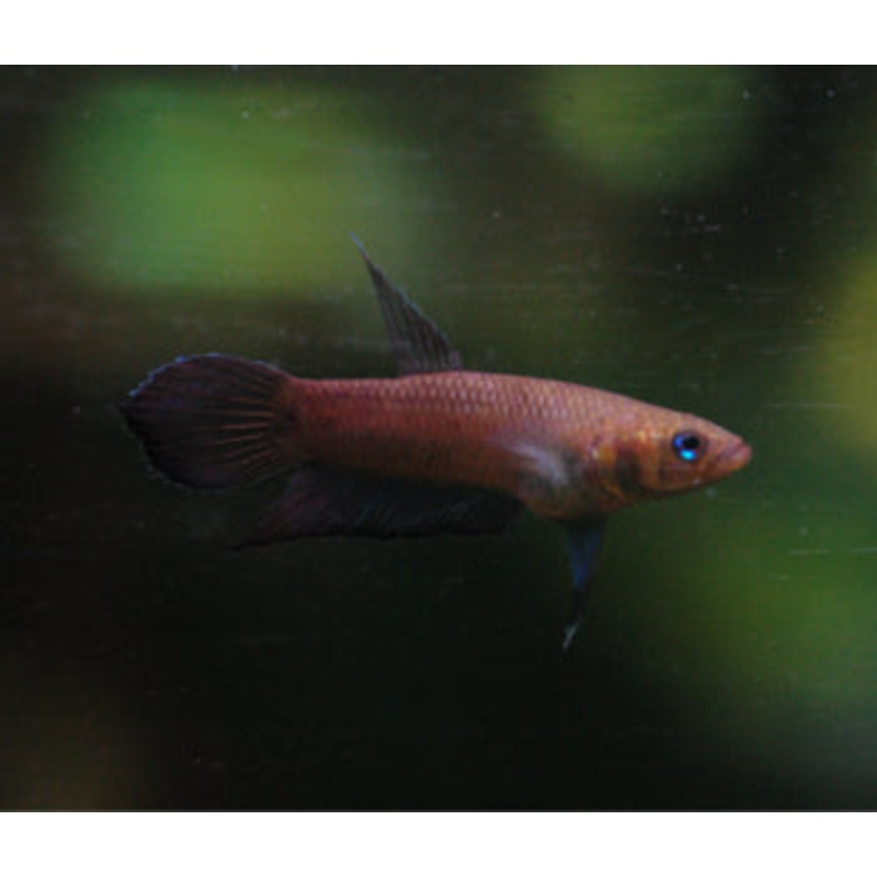 Betta Mandor