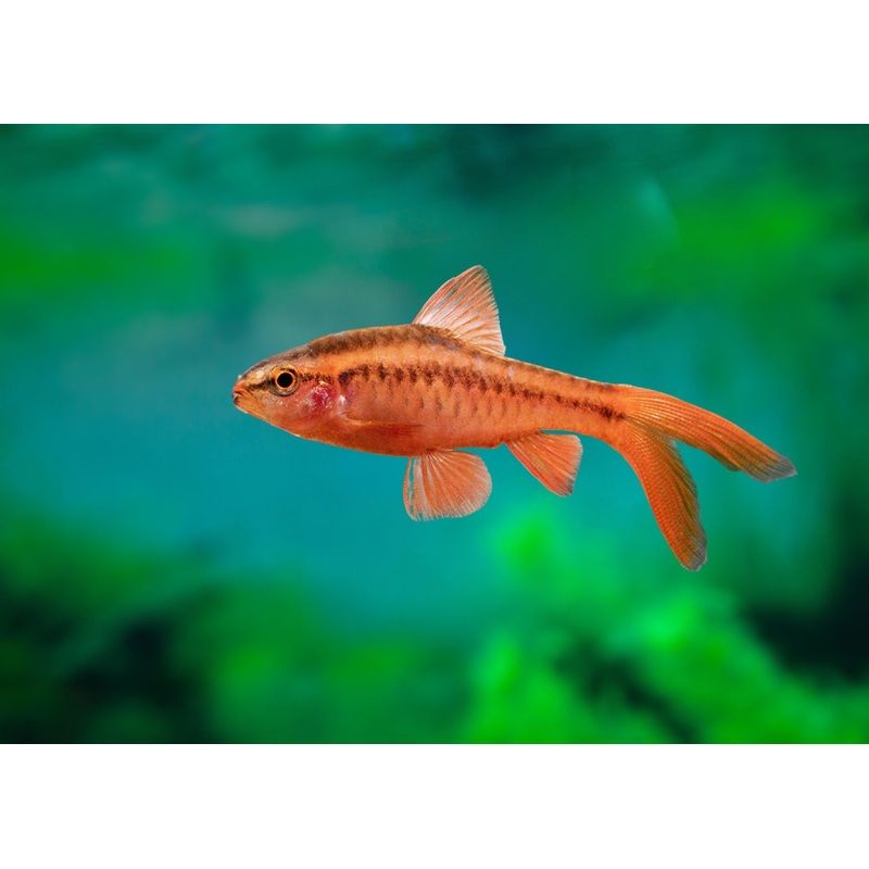 Cherry Barb - Longfin