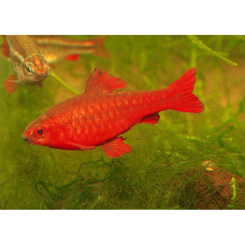 Cherry Barb Super Red