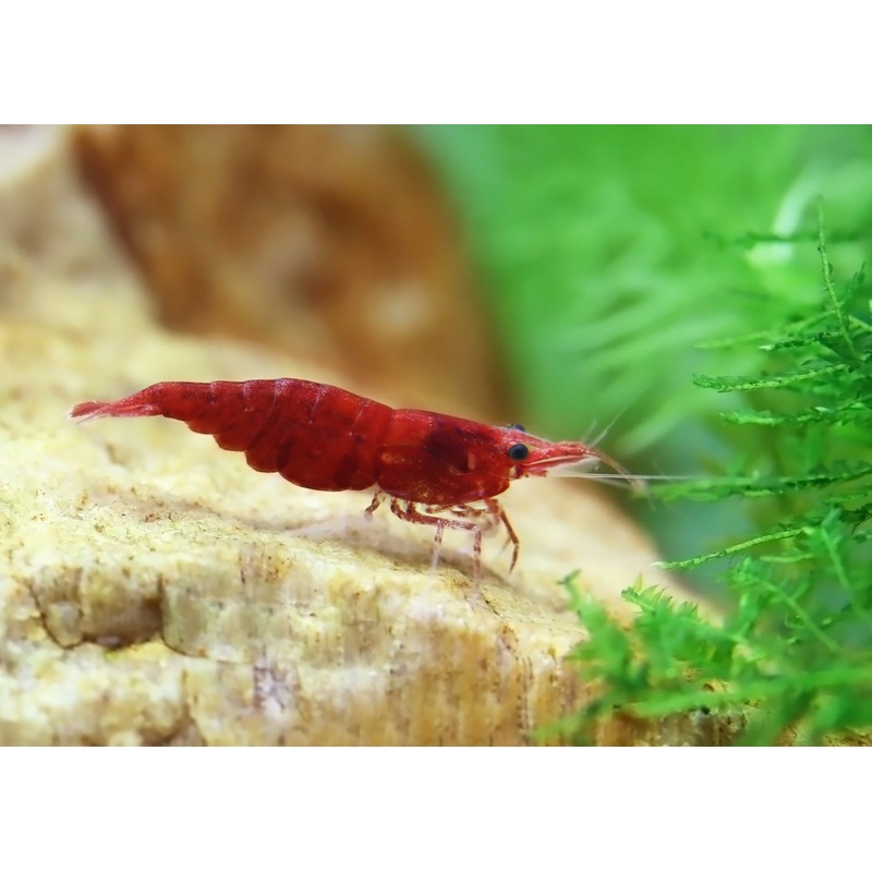 Cherry Shrimp - Red