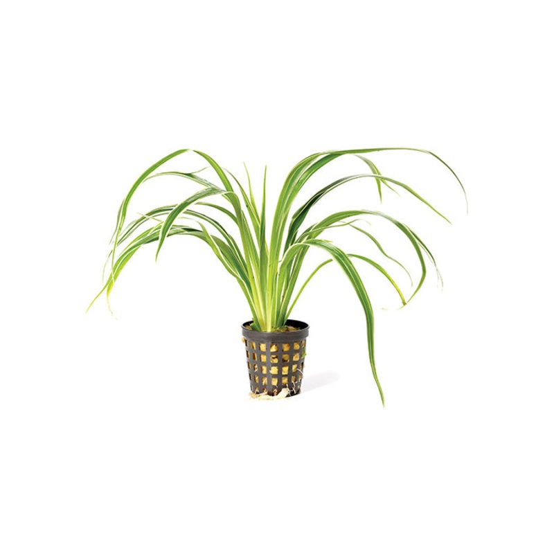 Chlorophytum in Mesh Pot