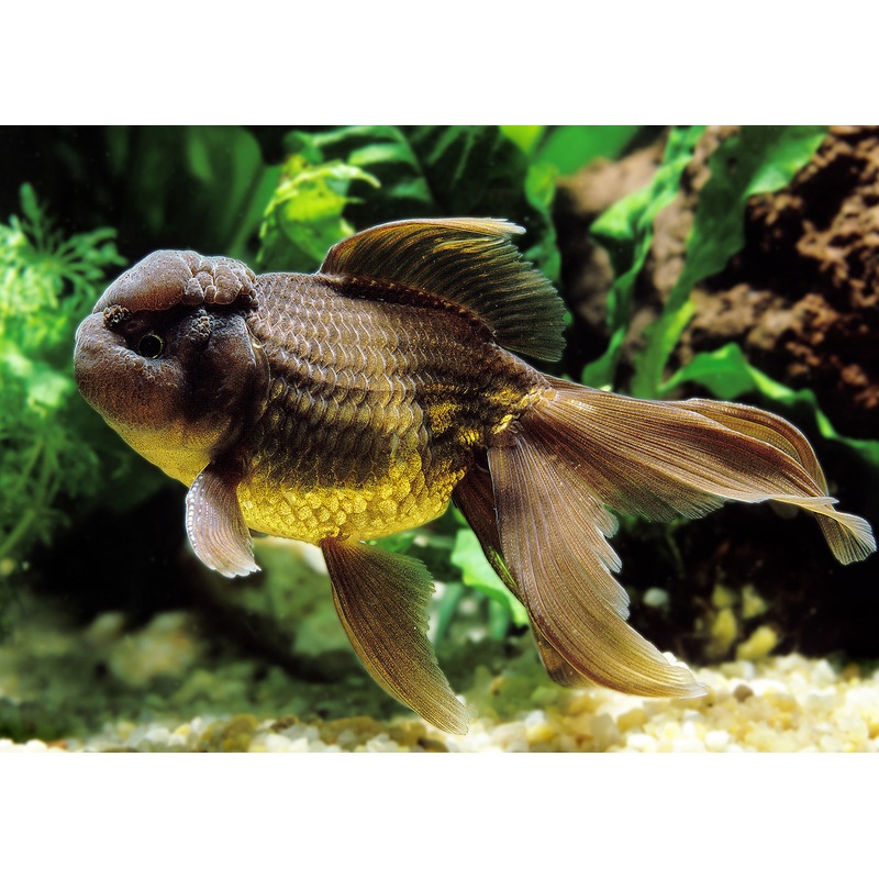 Chocolate Oranda
