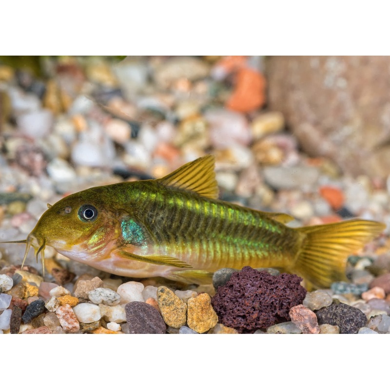 Corydoras Neon Green Stripe