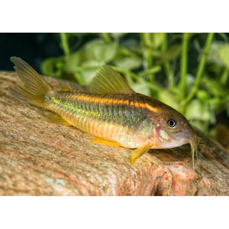 Corydoras Neon Red Stripe - CW014