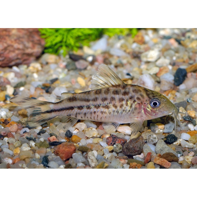 Corydoras Robinae
