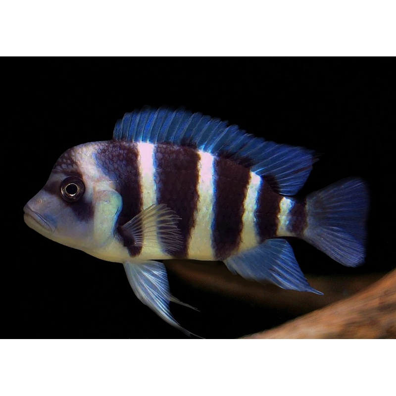 Cyphotilapia Frontosa