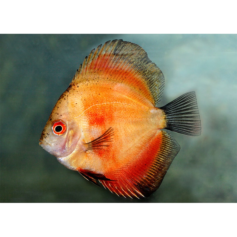 Discus Pigeon Blood Red