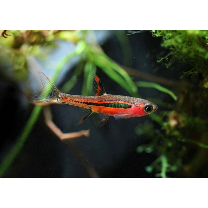 Dwarf Chilli Rasbora