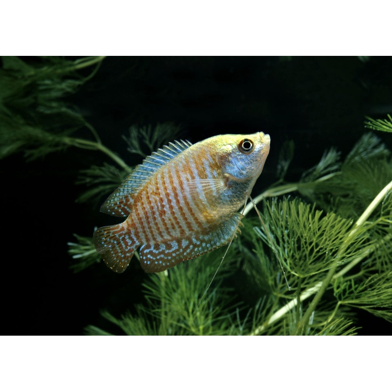Dwarf Gourami - Assorted