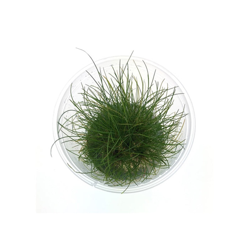 Eleocharis Belem (Hair Grass) Tissue Culture