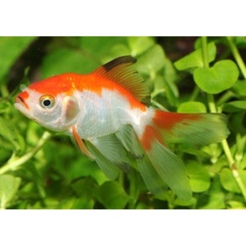 Fantail