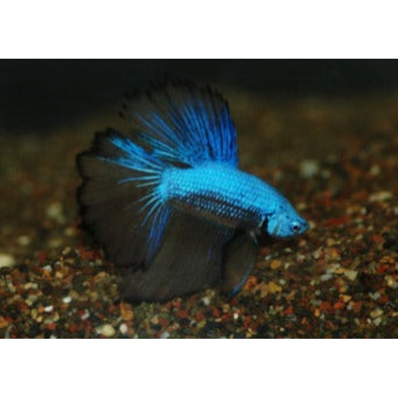 Fighter Halfmoon Pair -Male