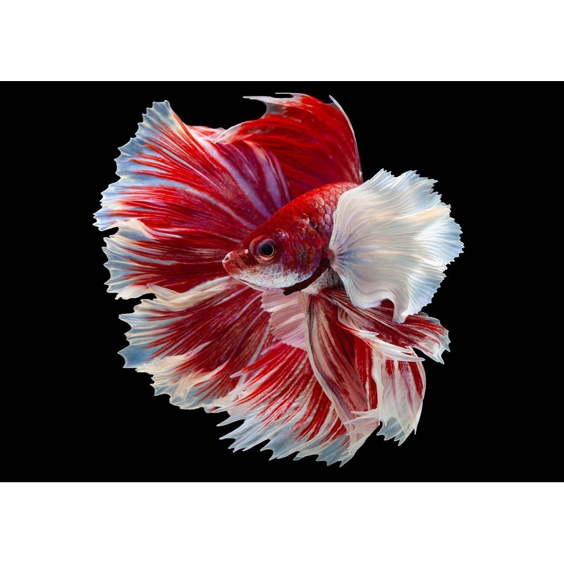 Fighter Male Dumbo