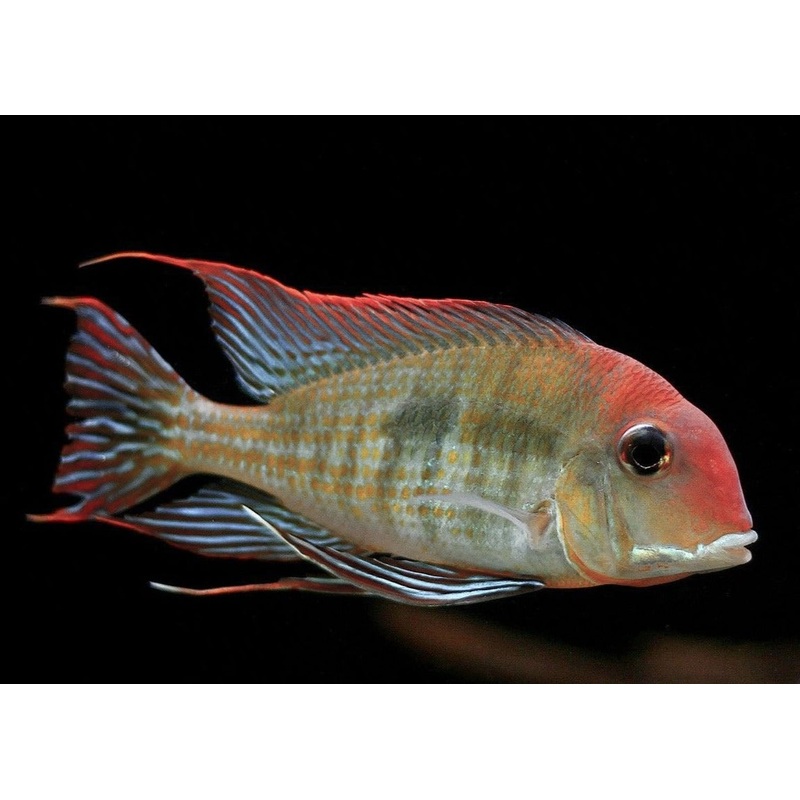 Geophagus Rio Tapajo