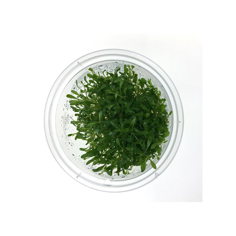 Glossostigma Elatinoides Tissue Culture