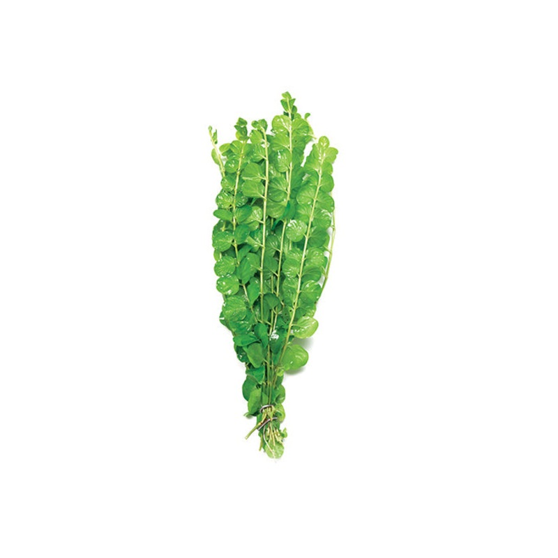 Gold Pennywort