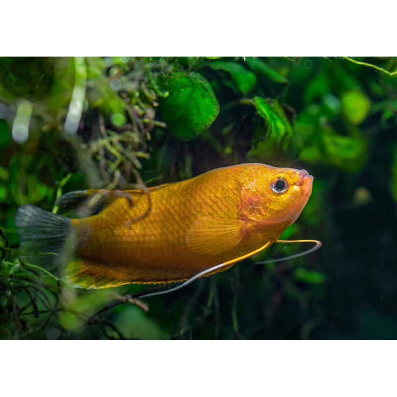 Gourami Thicklip - Orange