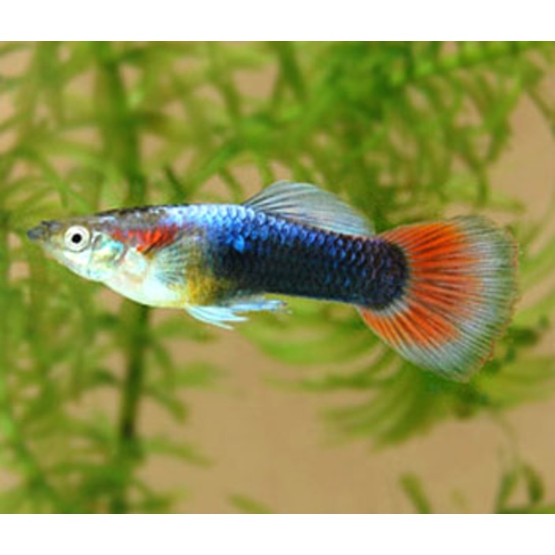 Guppy Endlers Male Red Neon
