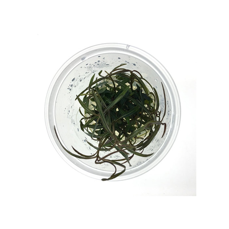 Hygrophila Lancea Tissue Culture