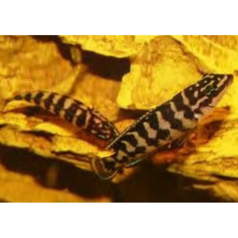 Julidochromis Marlieri Gombe