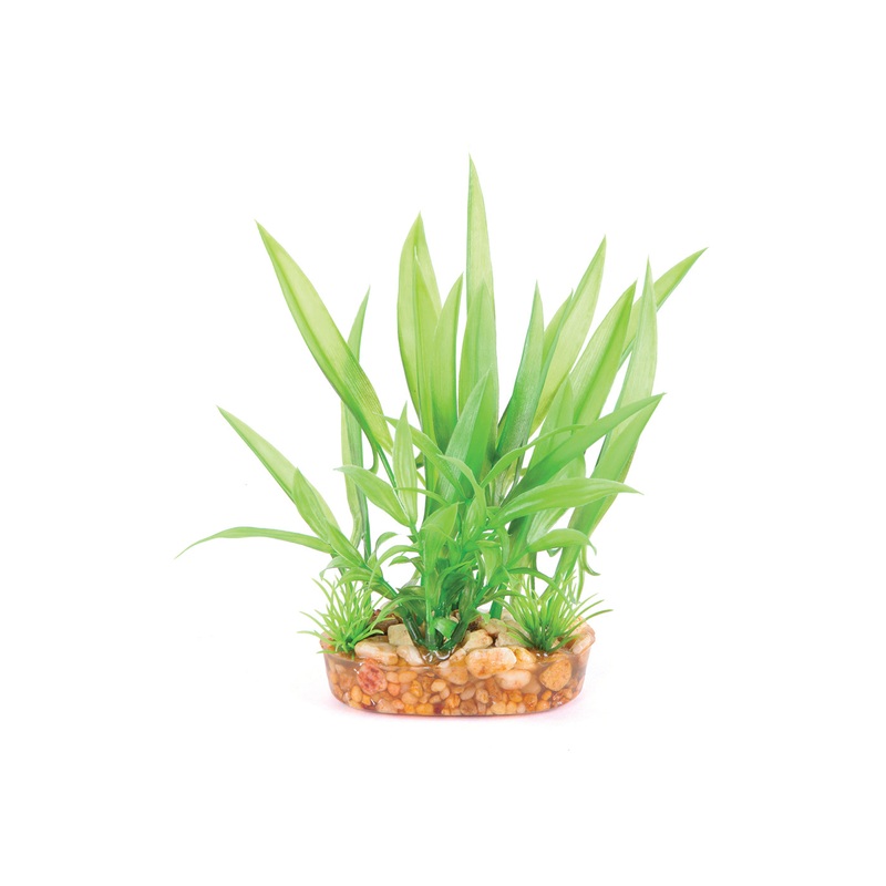 Kazoo - Green With Thin Leaf Combination Bush