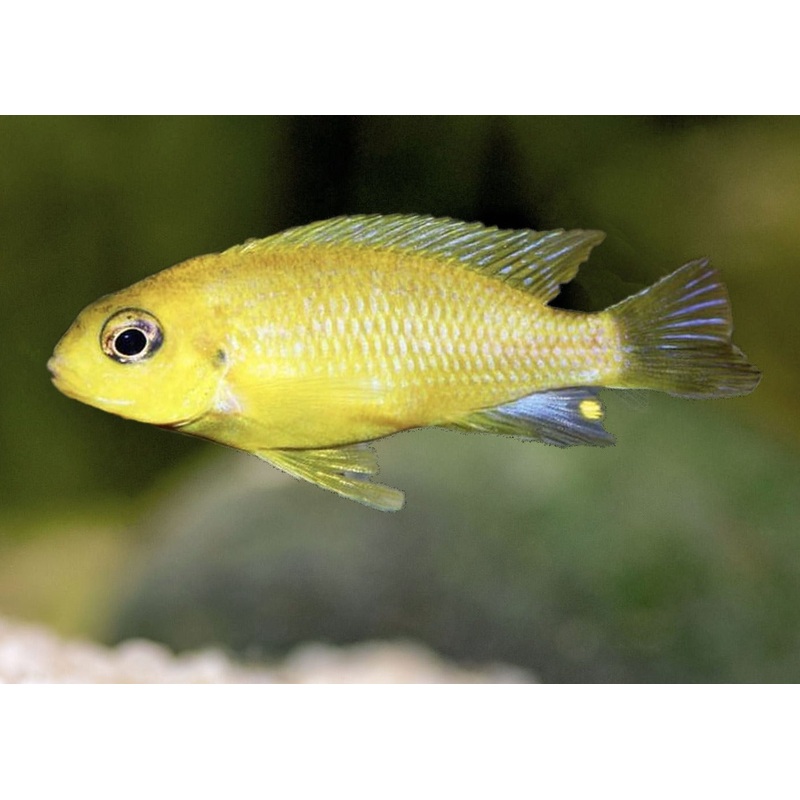 Labidochromis Electric Yellow - Albino