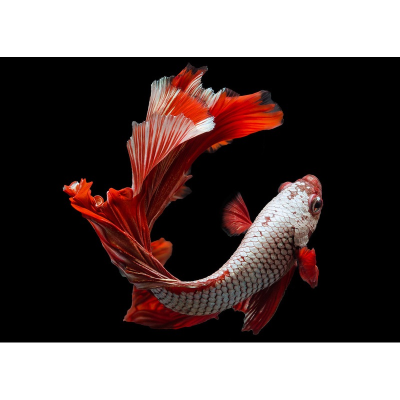 Male Dragon Scale Betta