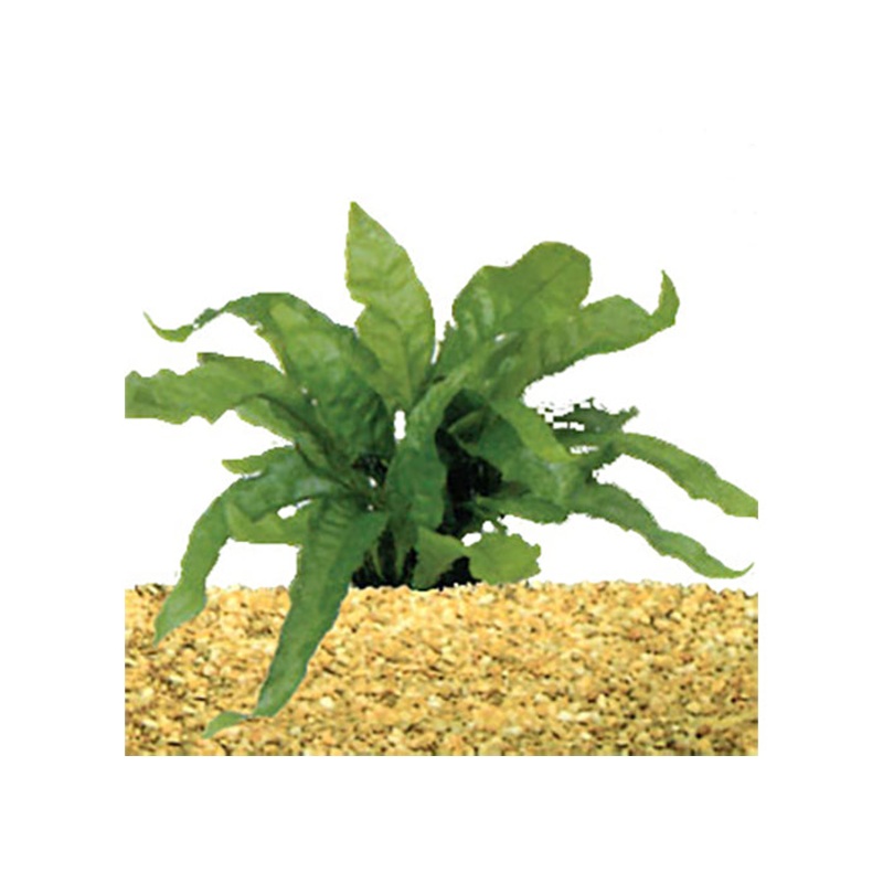 Micro Indo
