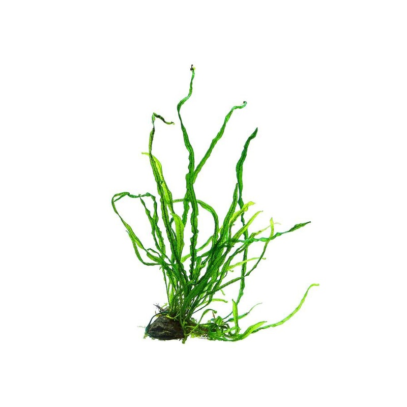 Needle Leaf Java Fern