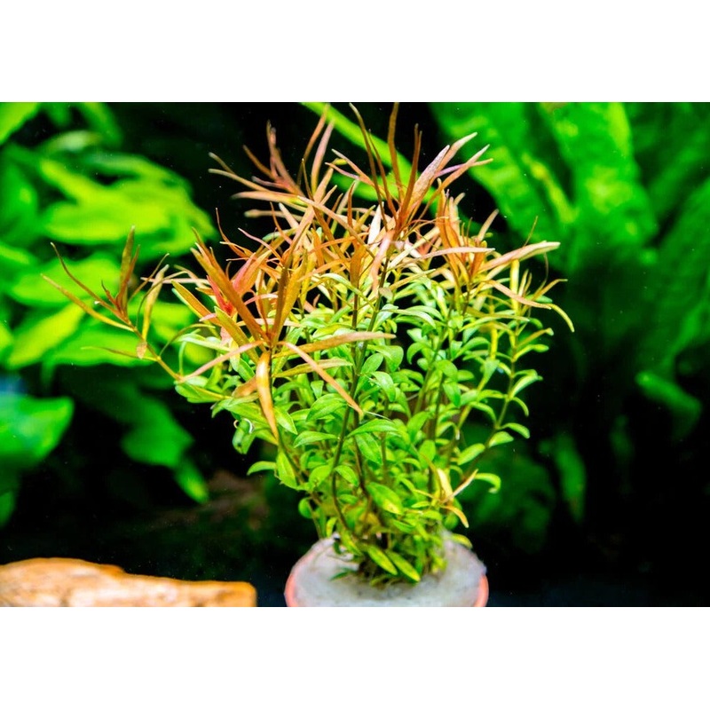 Needle Leaf Ludy