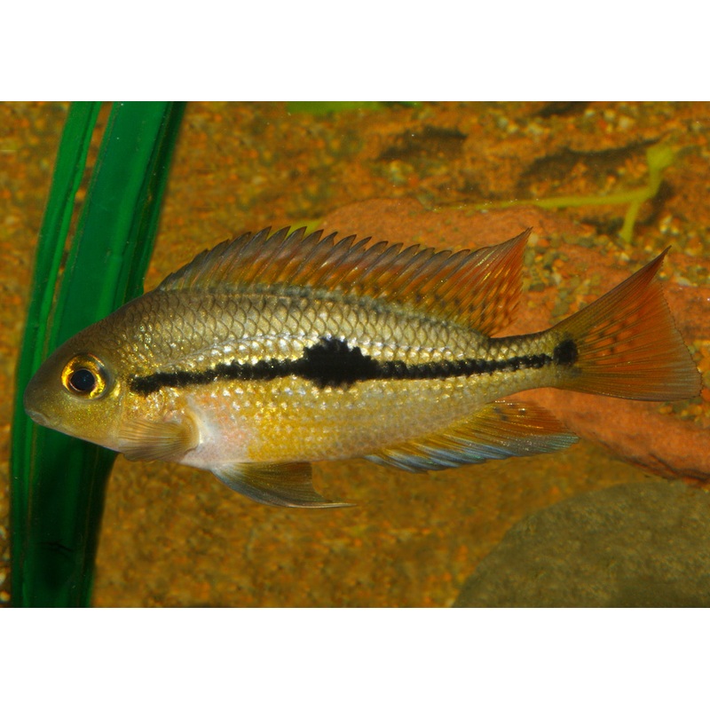 Parrot Cichlid - Nicaraguan