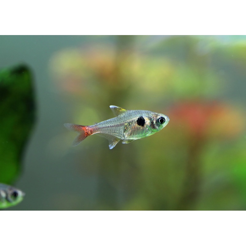 Phantom Tetra - Yellow