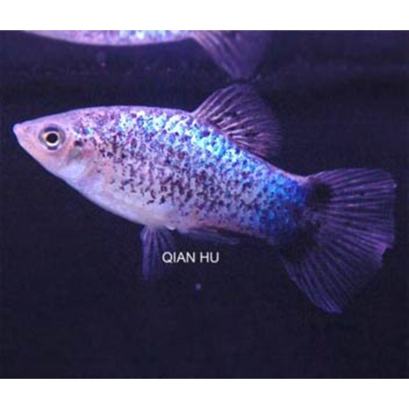 Platy Blue Calico