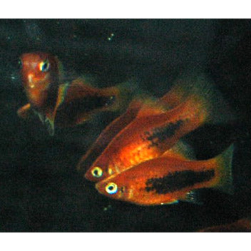 Platy Tuxedo Red