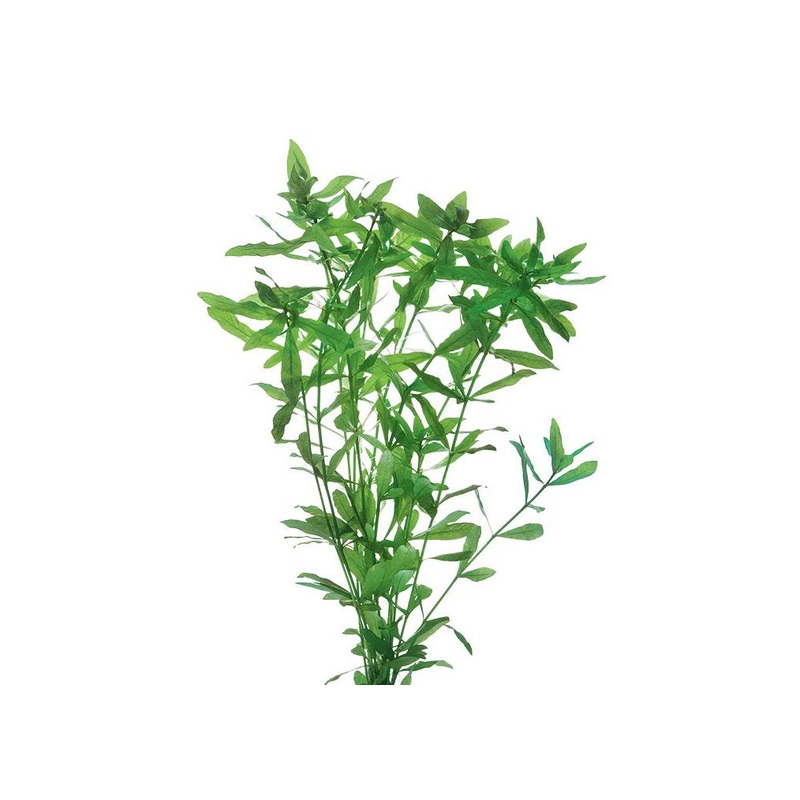 Poly Hygrophila