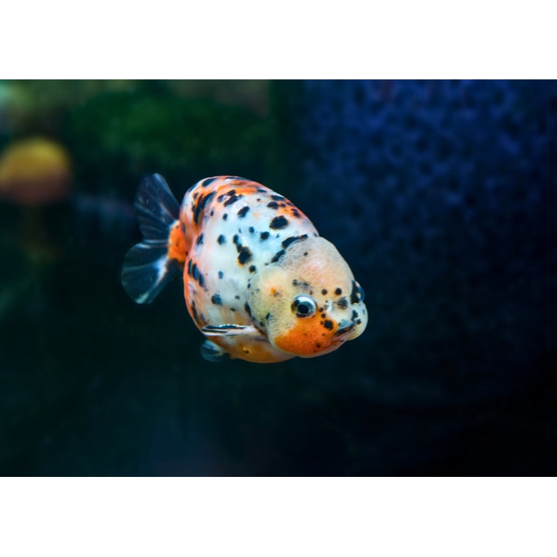 Ranchu Calico