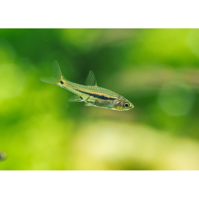 Red Tail Rasbora Special 6 for $18