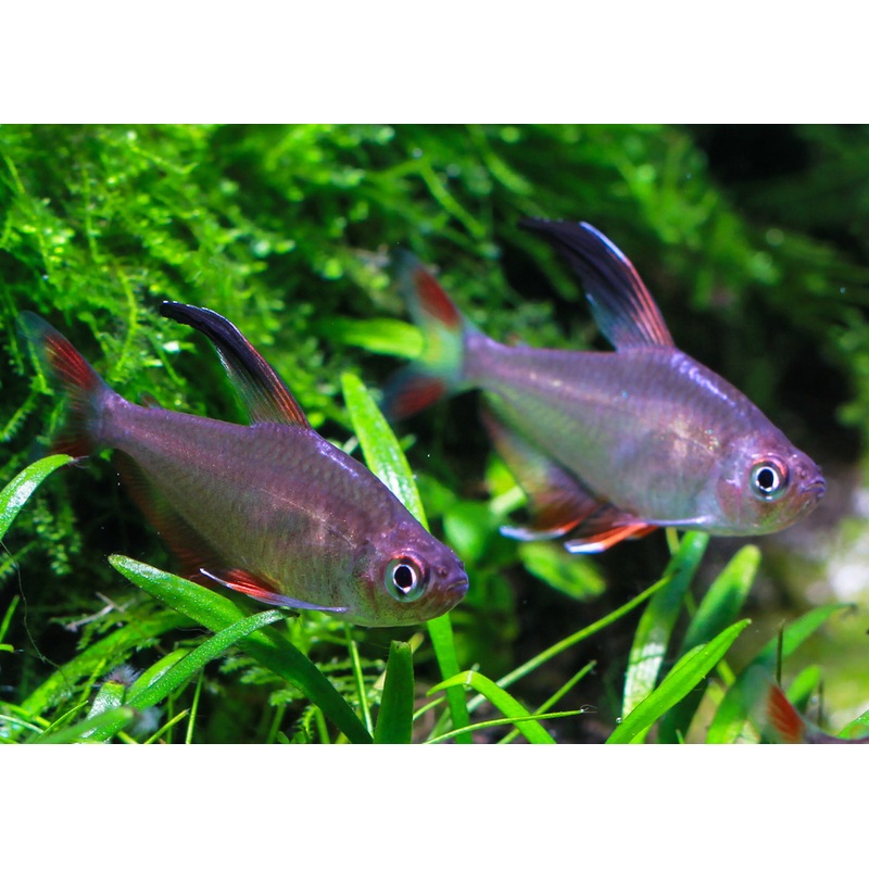 Rosy Tetra