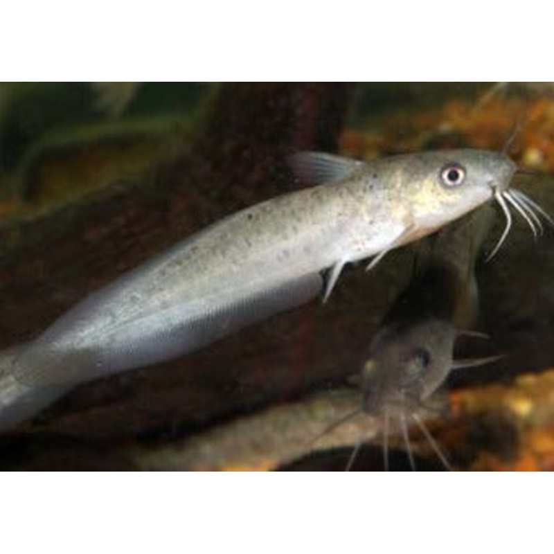 Tandanus Catfish