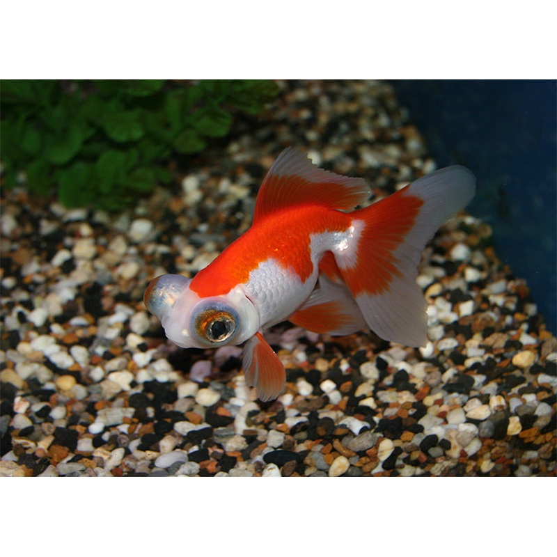 Telescope Goldfish