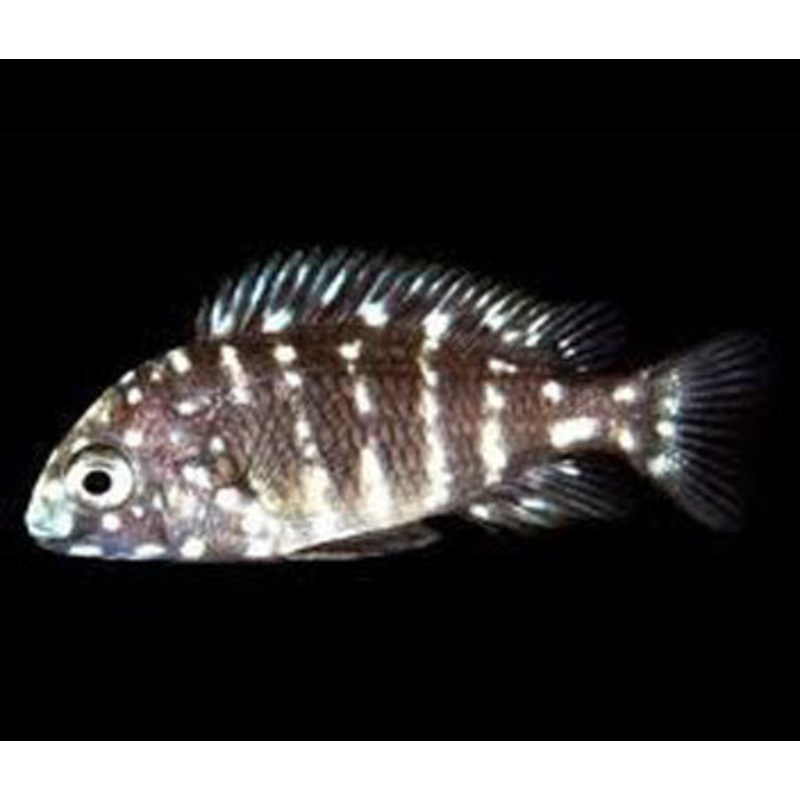 Tropheus Duboisi - Fire fox