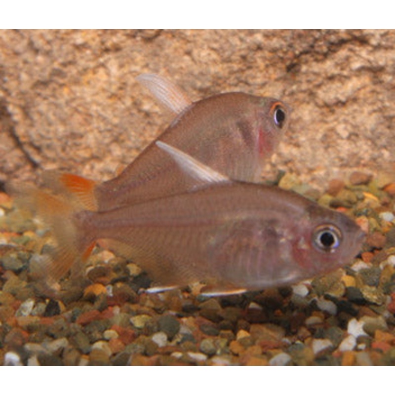 White Finned Tetra